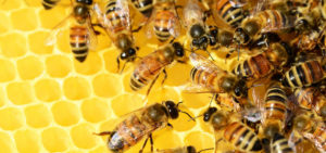 Tripofobia, la paura dei buchi sulla pelle: diagnosi e cura