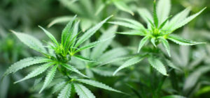 cannabis legale, panico e fobia sociale - Psichiatra Roma