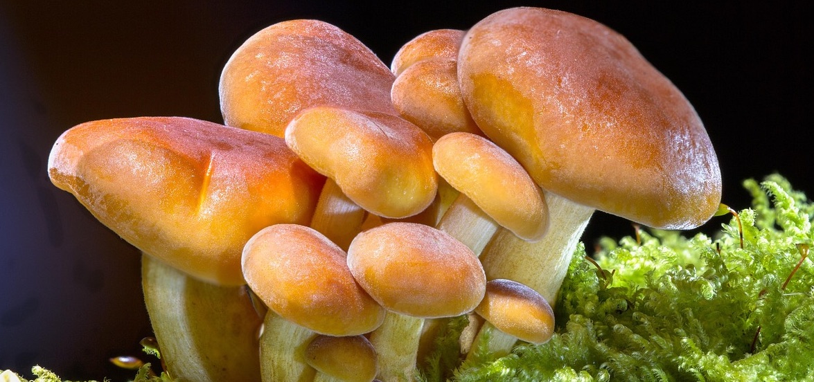 psichedelici